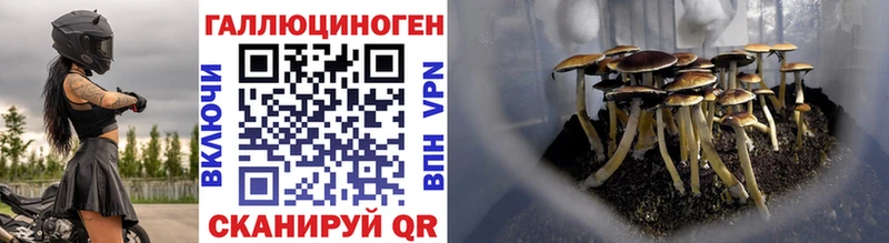как найти закладки  Черемхово  Псилоцибиновые грибы Psilocybe 